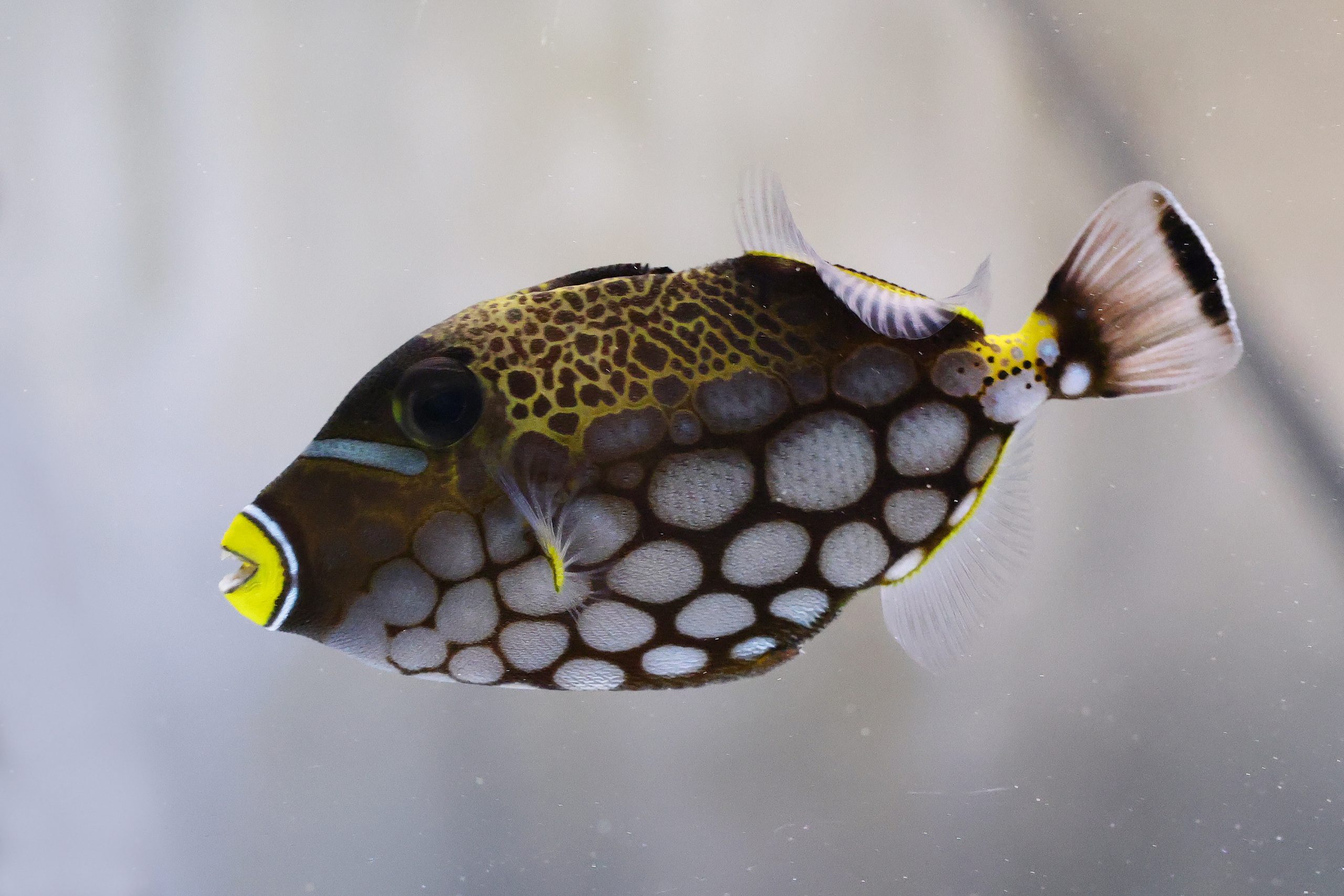 モンガラカワハギ - 生きもの図鑑 鳥羽水族館